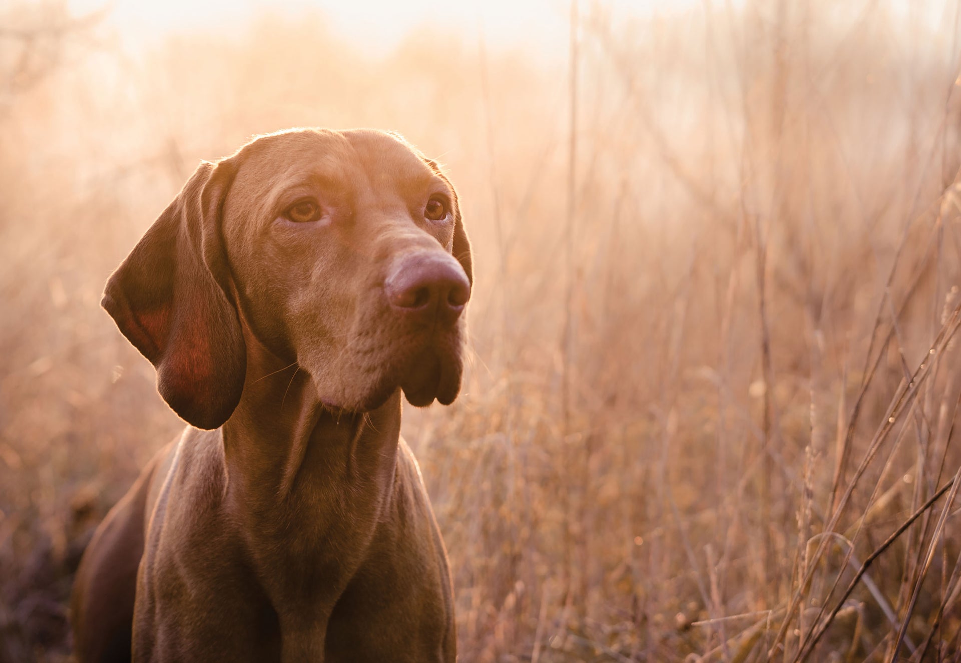 DogBone Training Scents ConQuest Scents