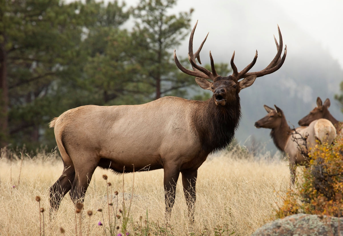 Elk Scents – ConQuest Scents