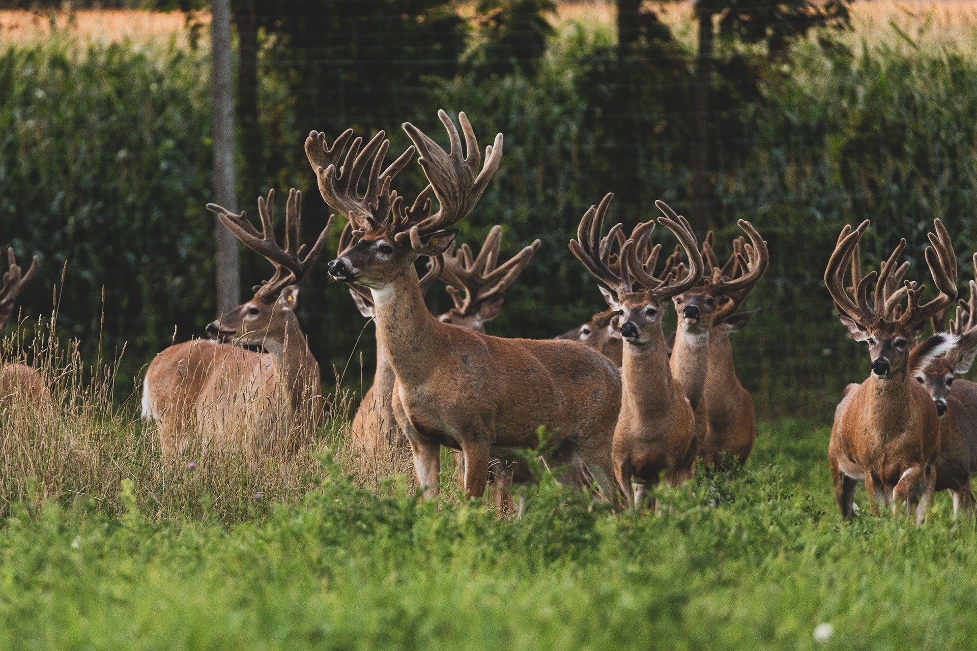 Farm ConQuest Scents